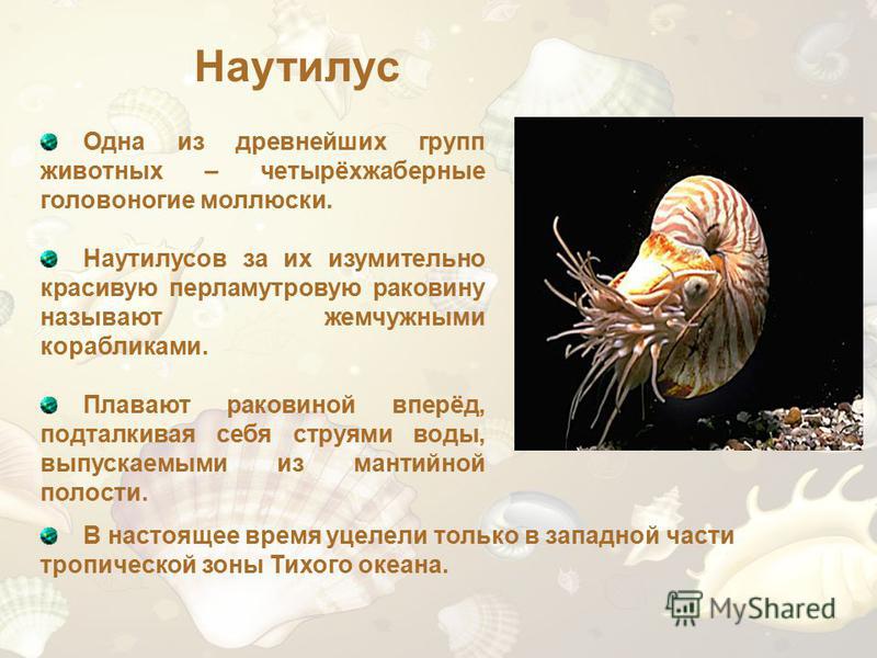 Биология 7 класс класс головоногих моллюсков. Наутилус головоногие. Головоногие Наутилус строение. Наутилус моллюск строение. Сообщение о головоногих Наутилус.