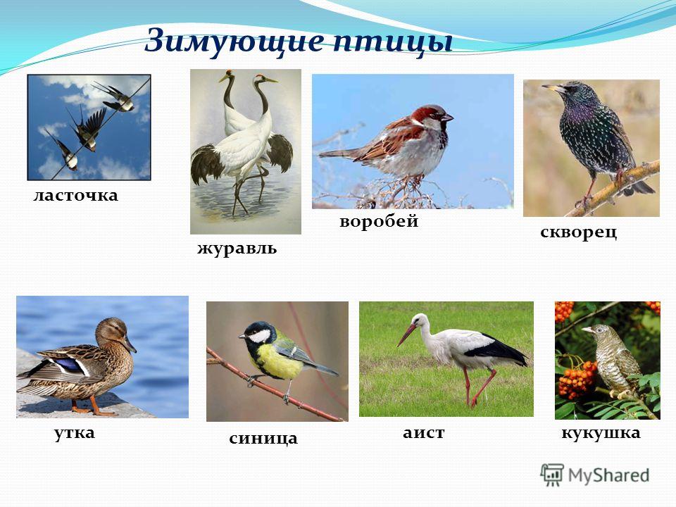 Водоплавающие птицы подмосковья фото и названия