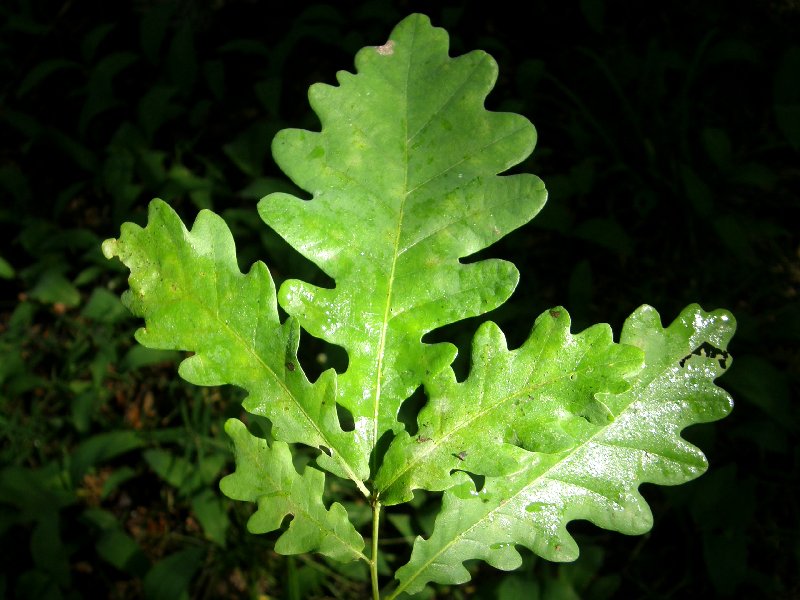 Болезни дуба на листьях и их лечение фото