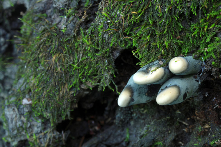 фото грибов с названиями