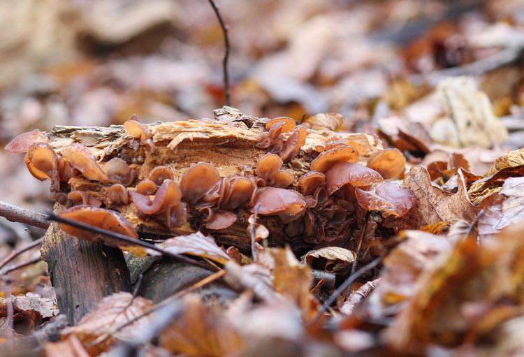 съедобные грибы фото и название