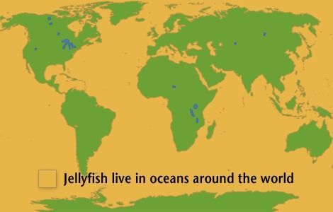 jellyfish facts range