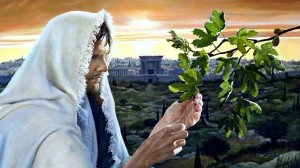 Parable_Fig_Tree_Israel