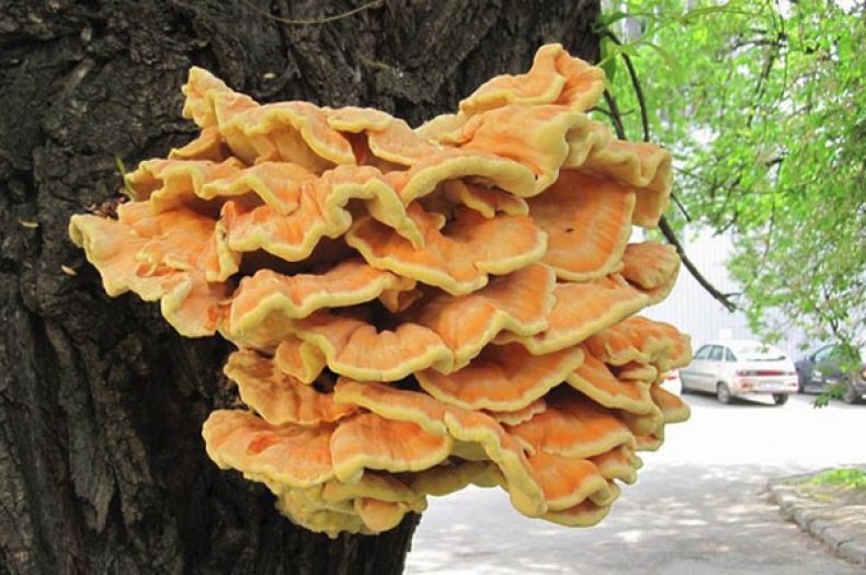 Серно-желтый Серно-желтый