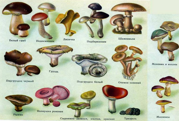 Выбери рисунки на которых представлены съедобные грибы