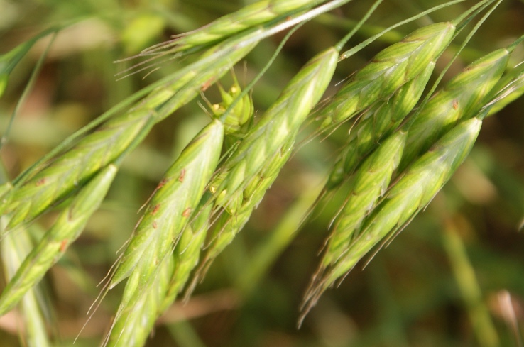 Bromus secalinus. Опасный сорняк