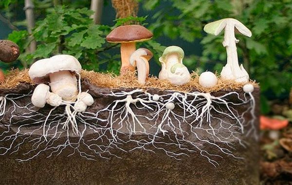Мицелий грибов.jpg