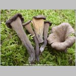 The best mushroom books are available in the AmericanMushrooms.com Bookstore