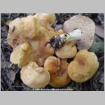 The best mushroom books are available in the AmericanMushrooms.com Bookstore