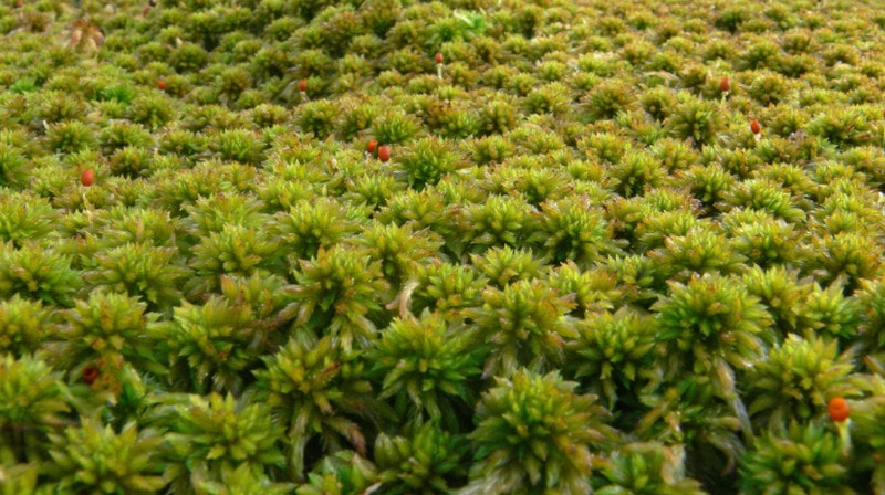 Сфагновый мох