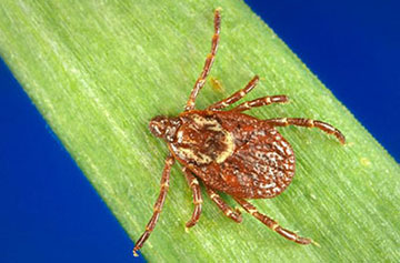 The American dog tick can spread Rocky Mountain spotted fever and is common in the area, as well as parts of California.
