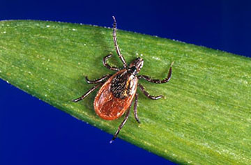 The blacklegged tick, or the deer tick, is mostly found in the Northeast and Midwest and is a major source of Lyme disease