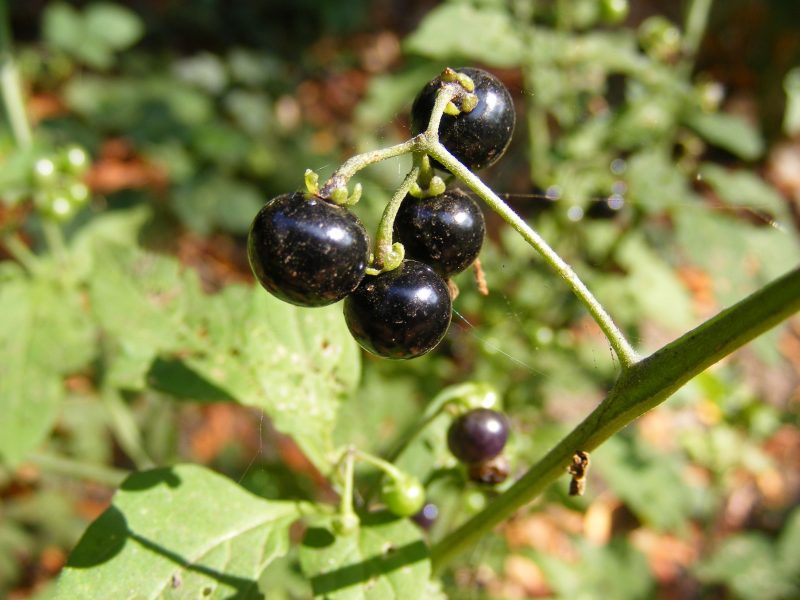 Паслен черный: описание растения, ядовитый или нет, польза и вред