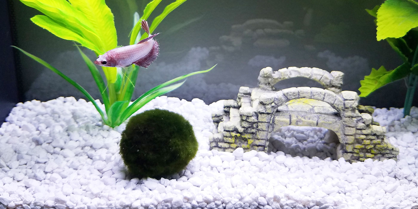 Marimo Moss Ball for Betta Fish