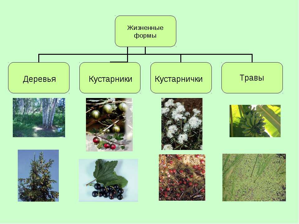 Деревья кустарники травы презентация 1 класс