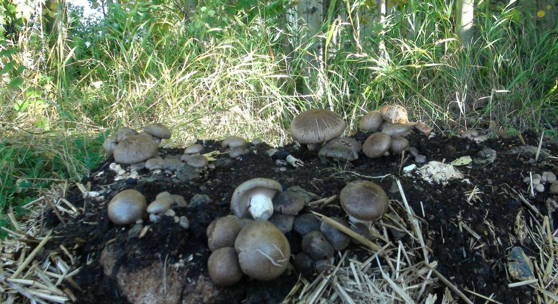 growing-mushrooms-in-the-garden
