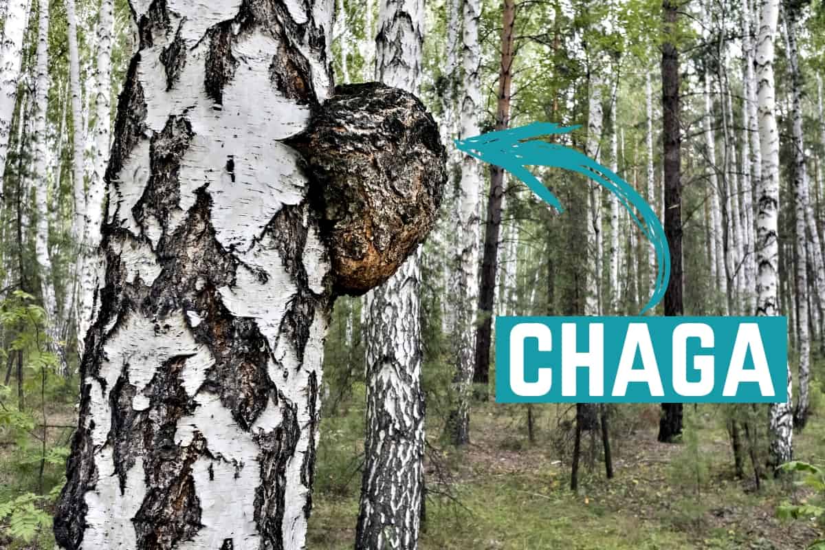 chaga-mushroom-in-a-birch-forest