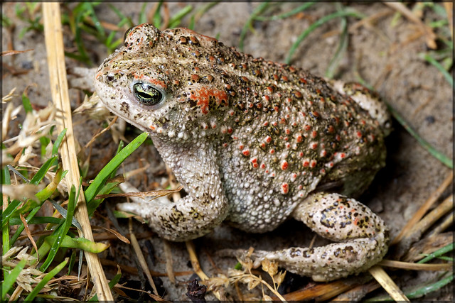 Камышовая жаба (Bufo calamita), фото ядовитые амфибии фотография картинка