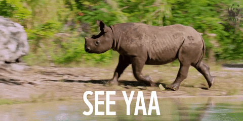 Как спасти жизнь, если на вас бежит носорог