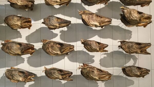 Рыбьи головы в Морском музее Рейкьявика