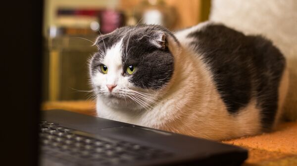 Кот за компьютером. Архивное фото