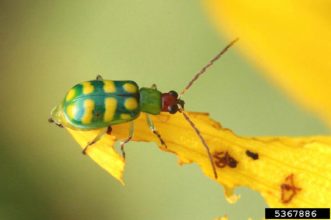 Banded cucumber beetle (Diabrotica balteata).