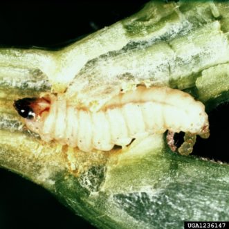 Close-up of squash vine borer larva (Melittia cucurbitae).