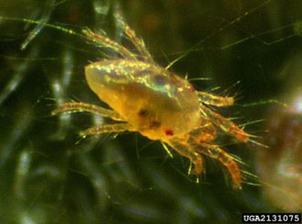 Extreme close-up of two-spotted spider mite (Tetranychus urticae).