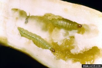 Pickleworm larvae (Diaphania nitidalis) inside fruit.