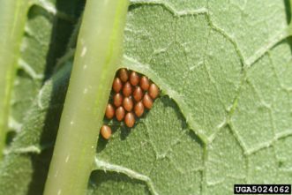 Squash bug egg clusters (Anasa tristis). 