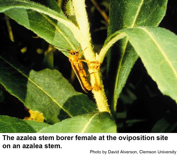 Azalea stem borer adult