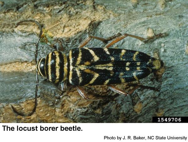 Locust borer adult