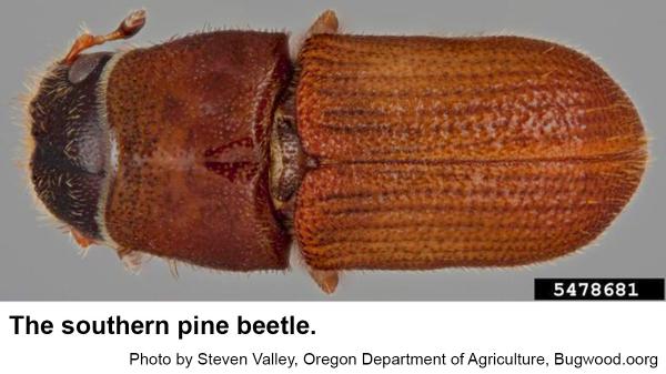 Southern pine beetle