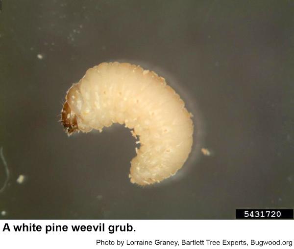 Weevil grub