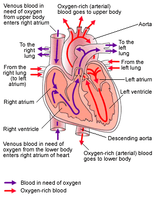 blood flow through heart
