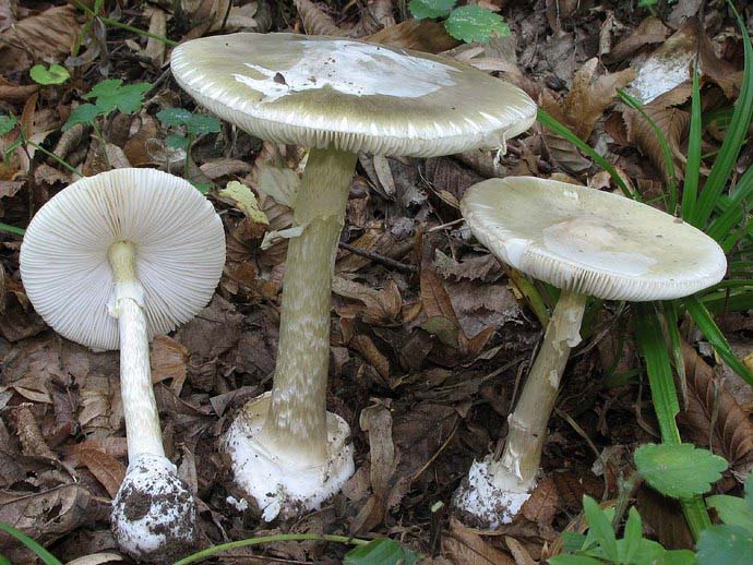 Наибольшую опасность представляет смертельно ядовитый гриб бледная поганка