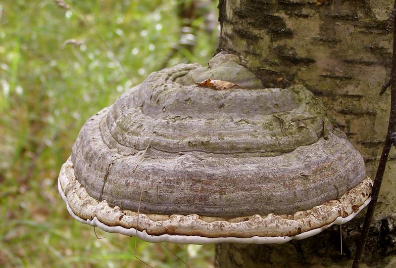 Трутовые грибы – растительные паразиты, которые в значительной степени отличаются по своим морфологическим признакам