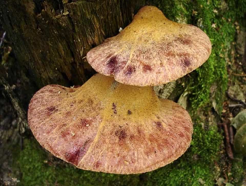 Плодовое тело любого трутовика относится к группе грибы-базидиомицеты