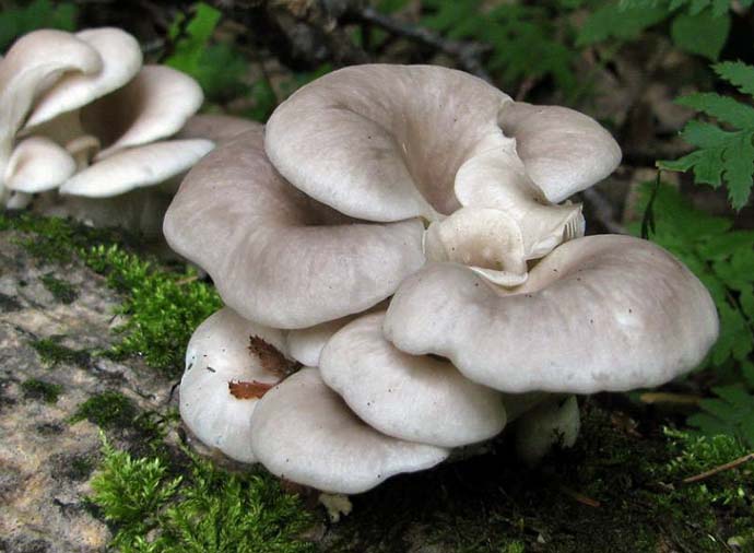 Очень важно знать, какие древесные лекарственные грибы можно собирать в природной зоне
