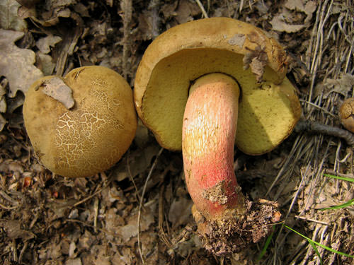 Несъедобные виды грибов являются слаботоксичными грибами
