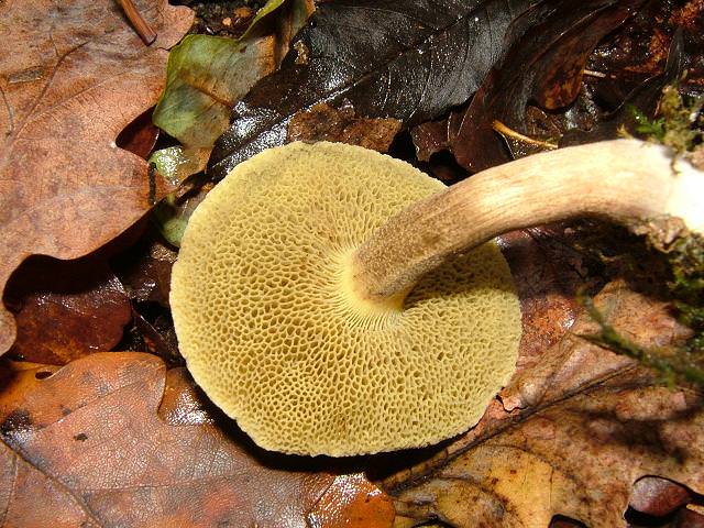 Трубчатые грибы имеют гименофор, состоящий из трубочек или ячеек
