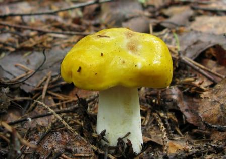 Очень многие люди любят собирать желтый гриб