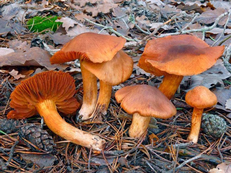 Хотя этот цвет встречается в грибном царстве не так часто, далеко не всегда он является признаком ядовитого растения