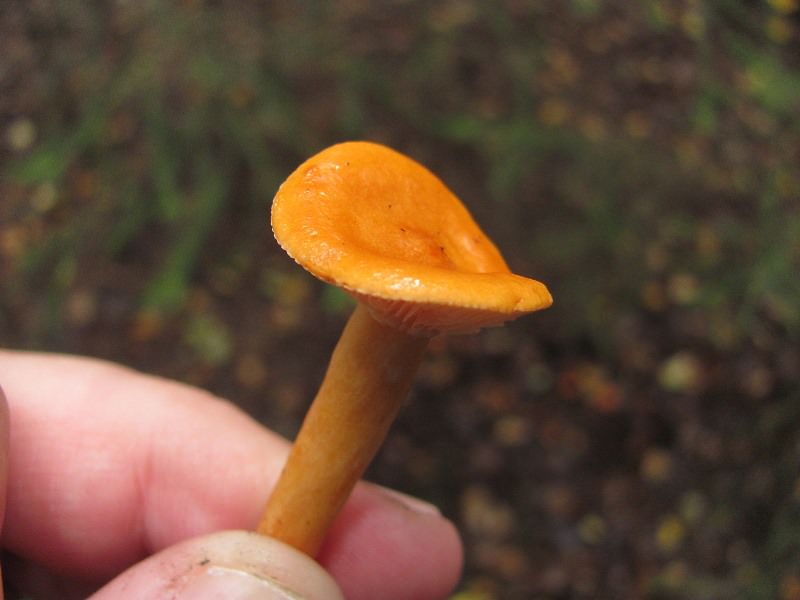 По мере старения гриб становится все более ярким