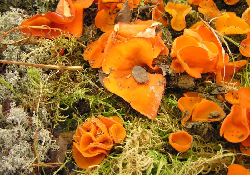 Не все грибы оранжевого цвета можно употреблять в пищу