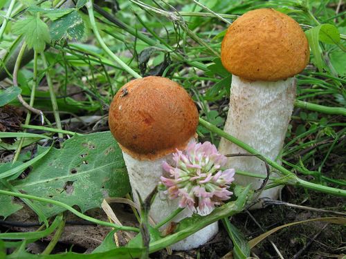 Значительная часть грибов появляется именно в июне