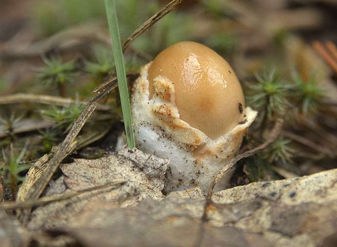 Молодые грибы толкачики имеют колокольчатую шляпку