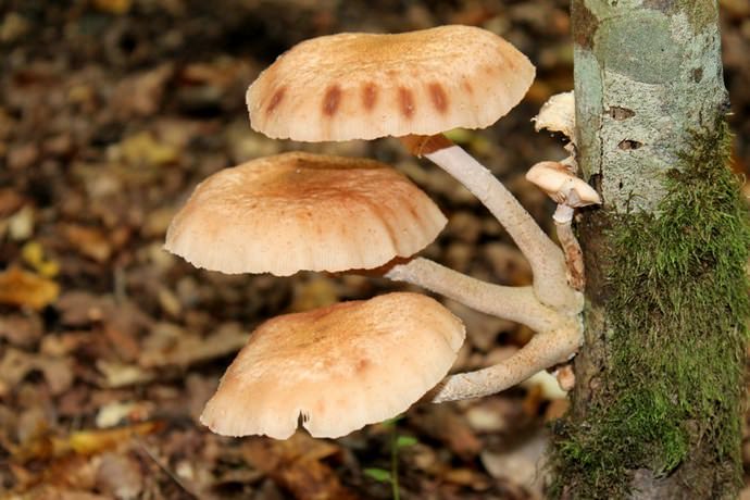 Заражению грибами-паразитами чаще всего подвергаются стволы старых деревьев