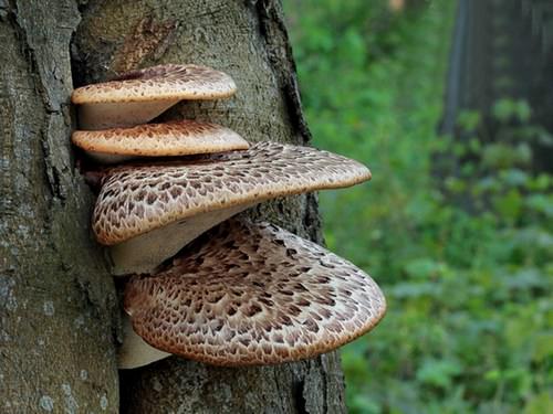 Съедобных разновидностей древесных грибов не слишком много