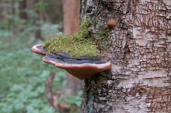 Дерево на протяжении длительного времени снабжает грибы-паразиты питанием, после чего погибает
